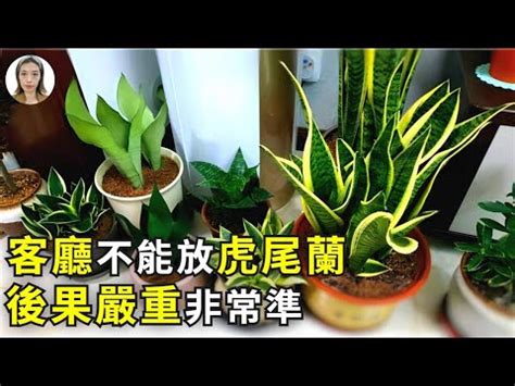 虎尾兰風水|【虎尾蘭風水】虎尾蘭風水：解厄化煞、招財興運擺放。